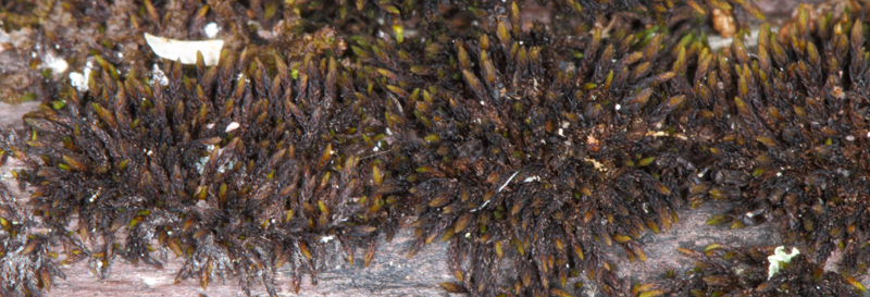 Andreaea rupestris